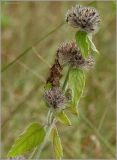 Clinopodium vulgare