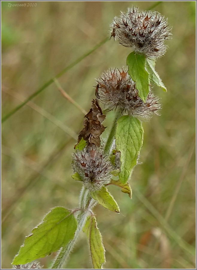 Изображение особи Clinopodium vulgare.