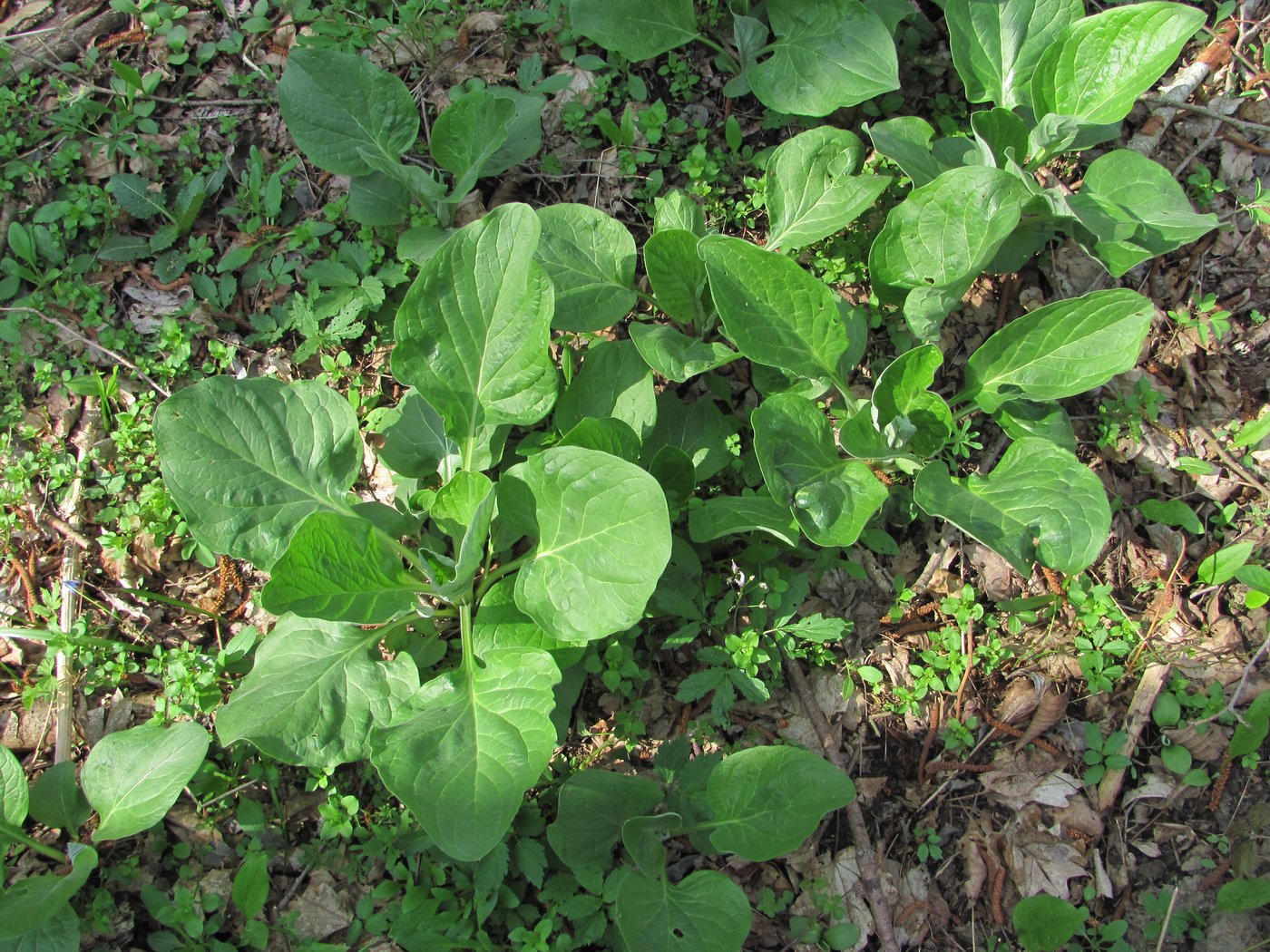 Изображение особи Solenanthus biebersteinii.