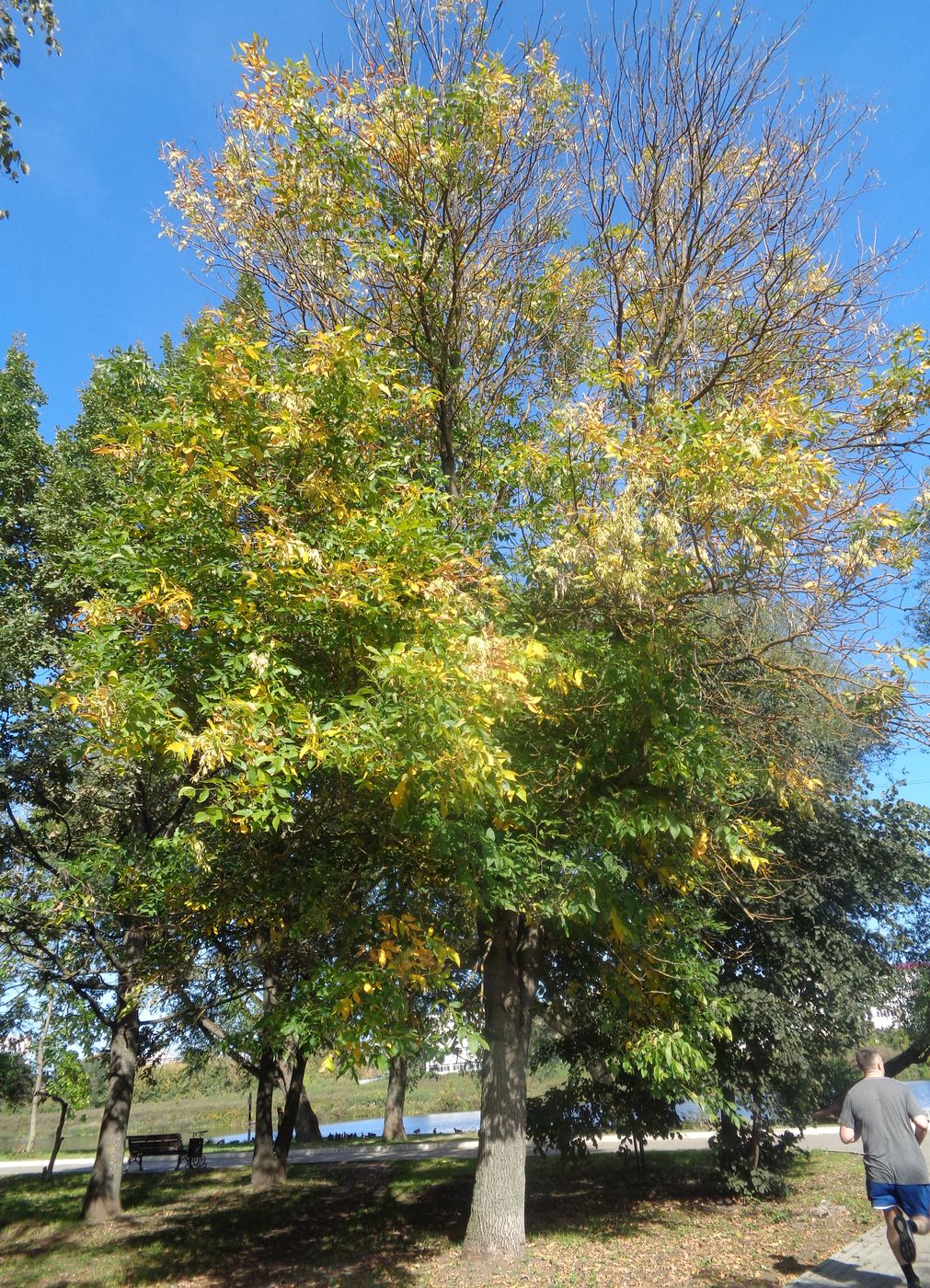 Image of Fraxinus pennsylvanica specimen.