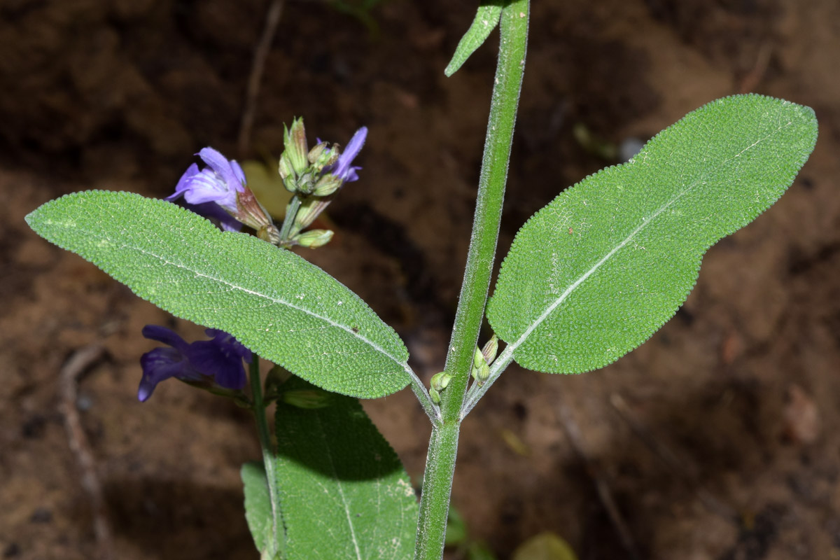 Image of Salvia officinalis specimen.