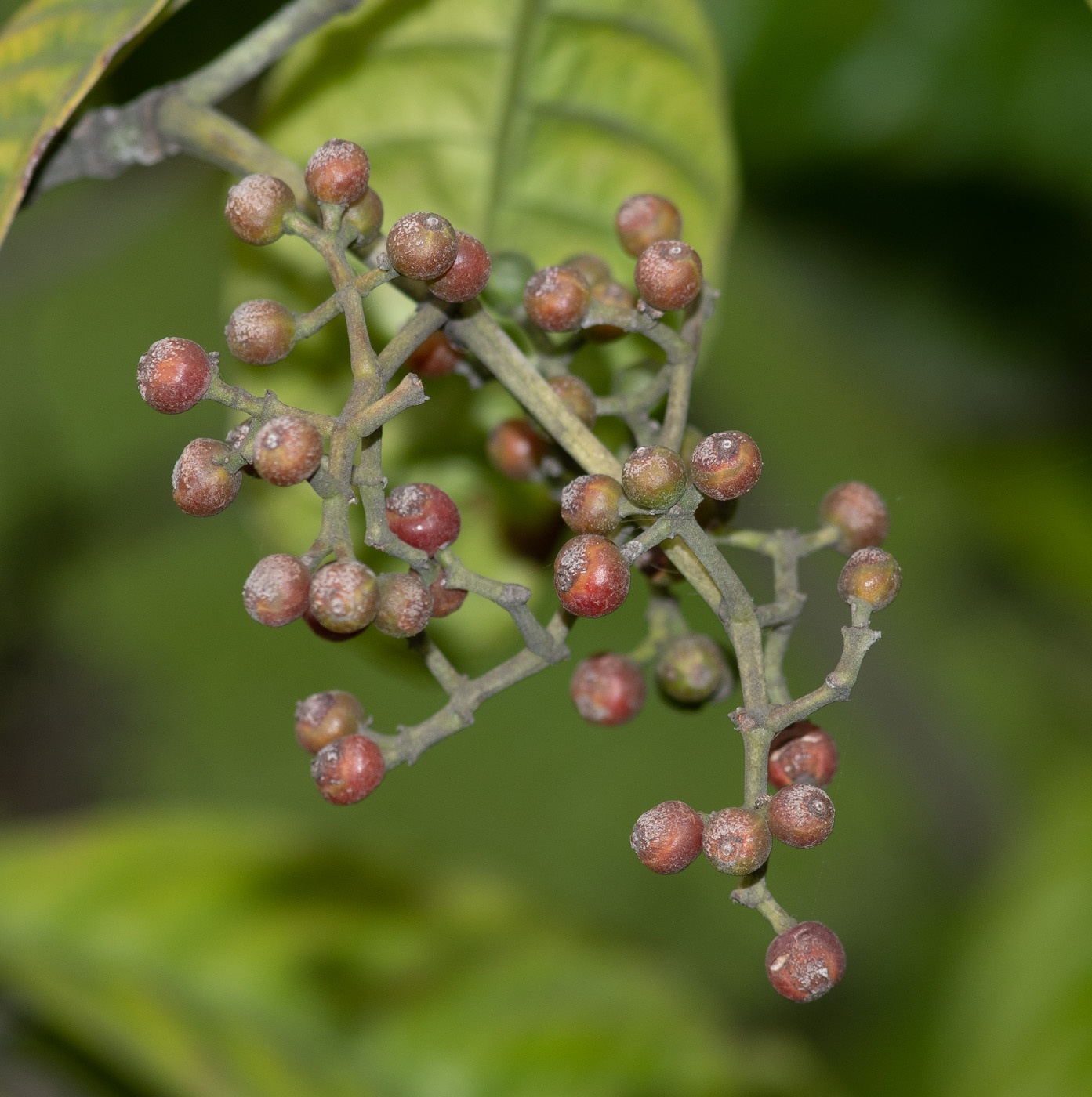 Image of Psychotria viridis specimen.