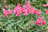 Antirrhinum majus