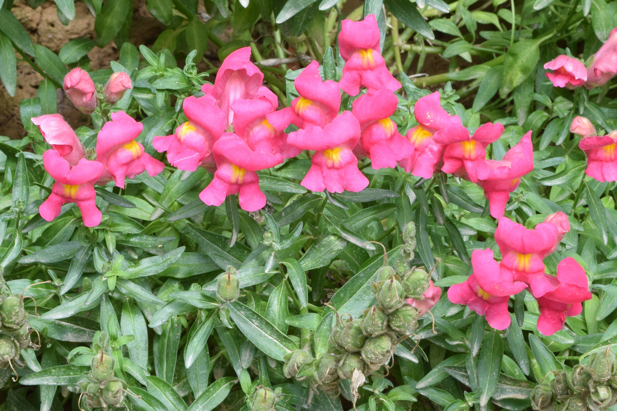 Изображение особи Antirrhinum majus.