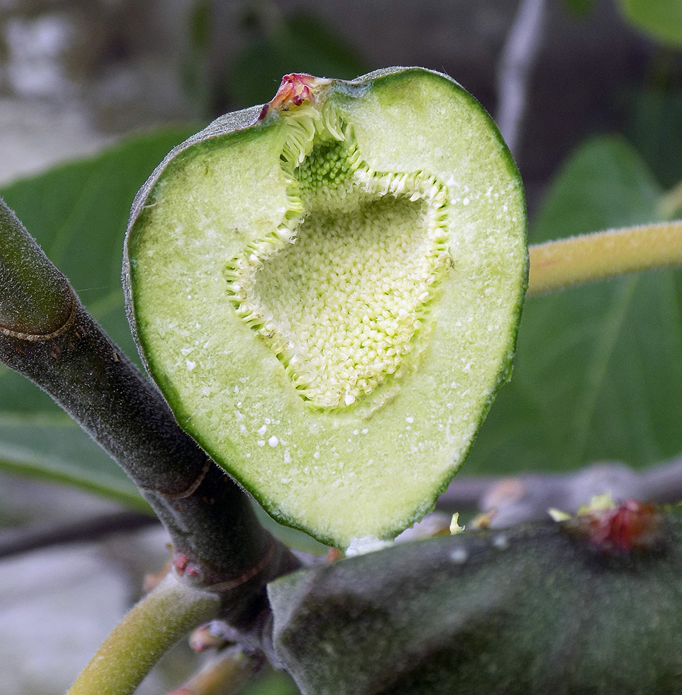 Изображение особи Ficus carica.