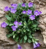 Campanula karakuschensis