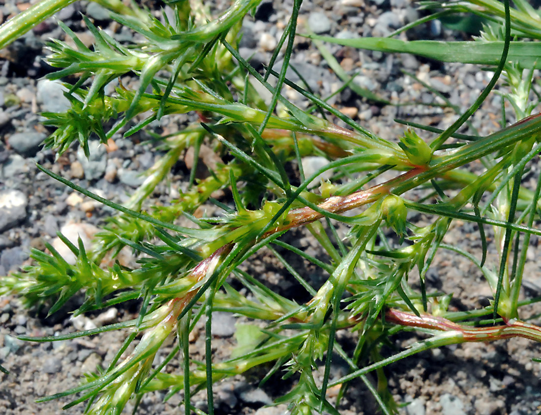 Image of Salsola tragus specimen.