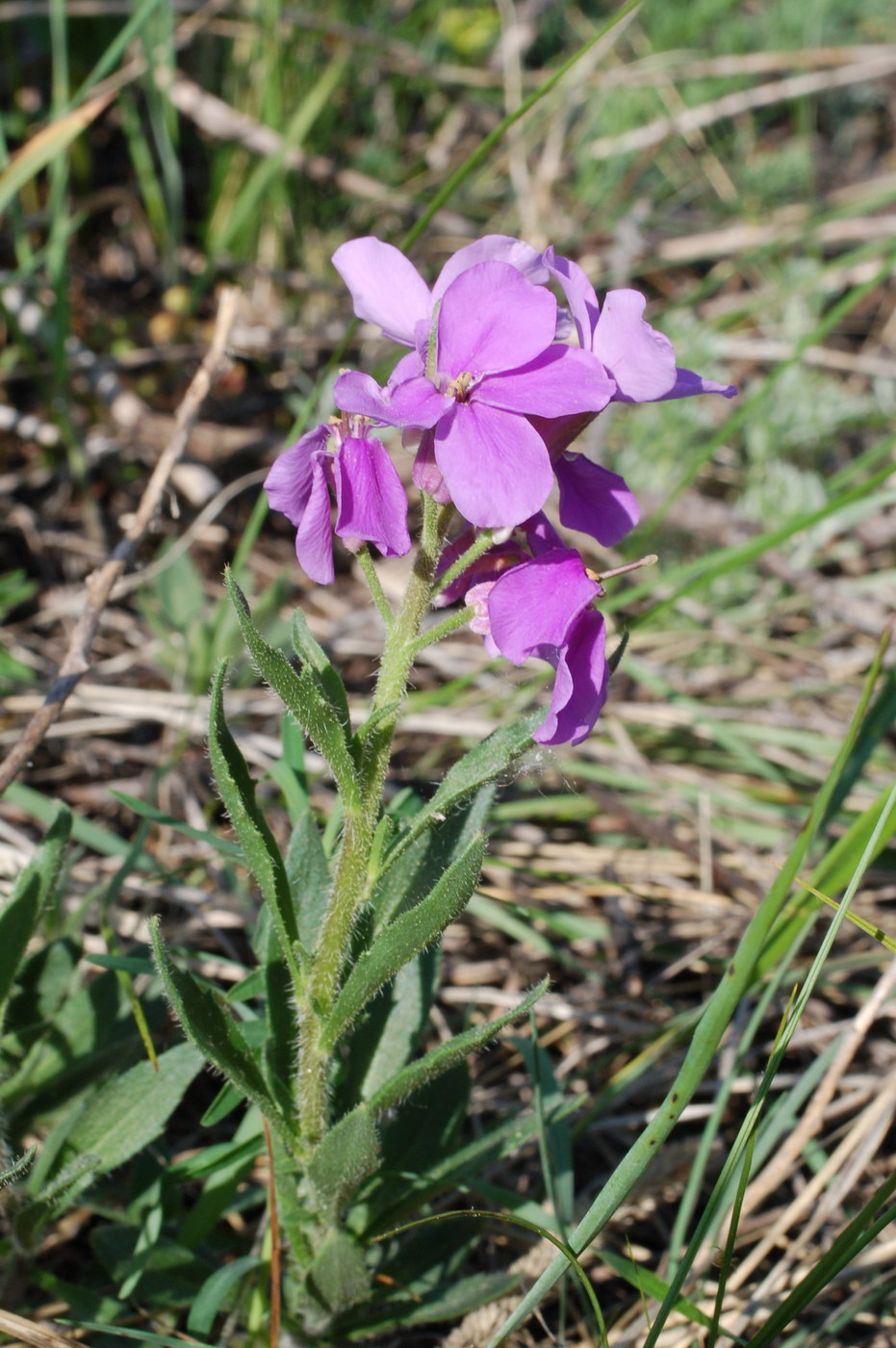 Image of Clausia aprica specimen.