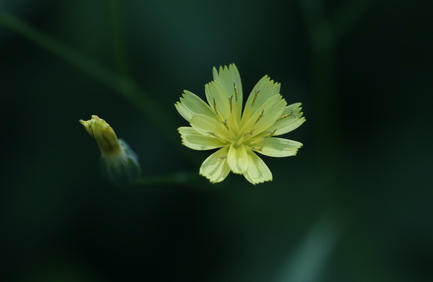 Изображение особи Lapsana communis.