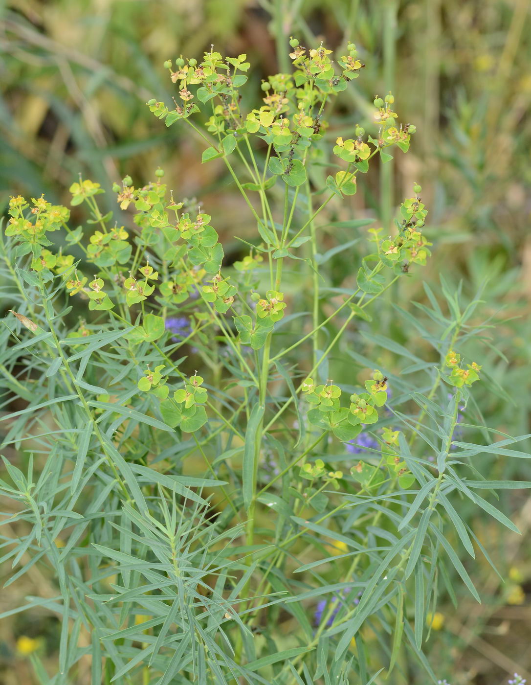 Изображение особи Euphorbia virgata.