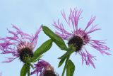 Centaurea pseudophrygia