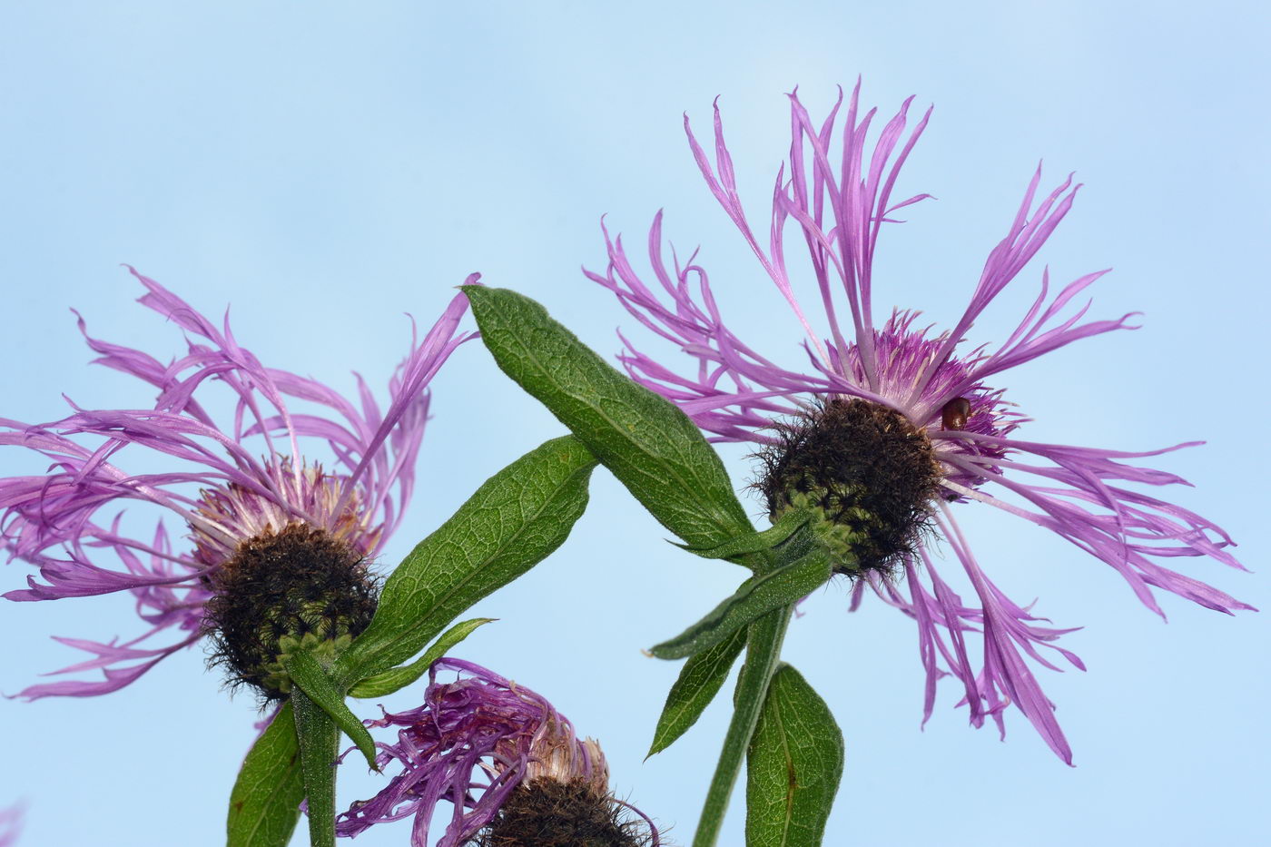 Изображение особи Centaurea pseudophrygia.