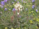 Pedicularis chroorrhyncha