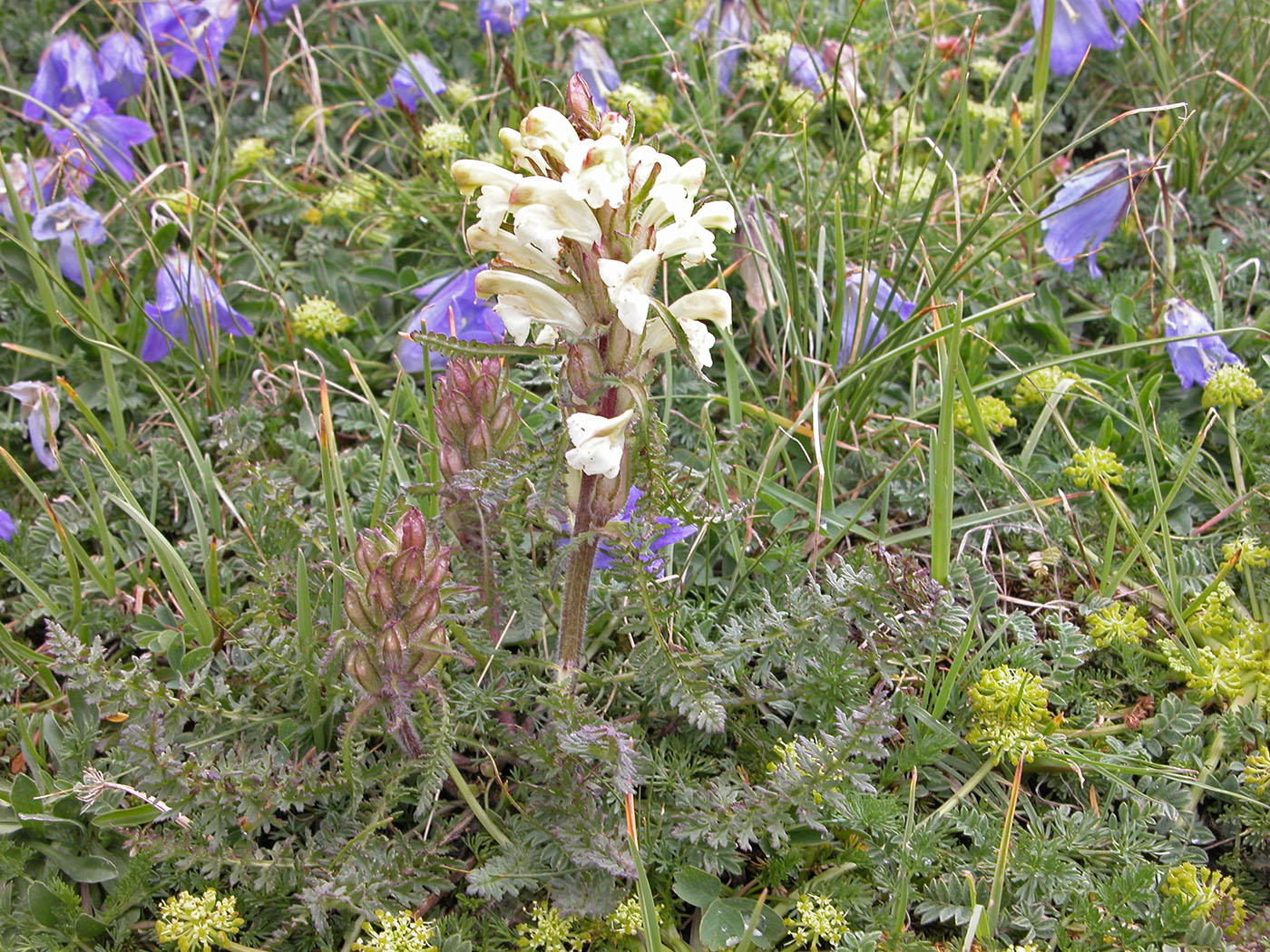 Изображение особи Pedicularis chroorrhyncha.