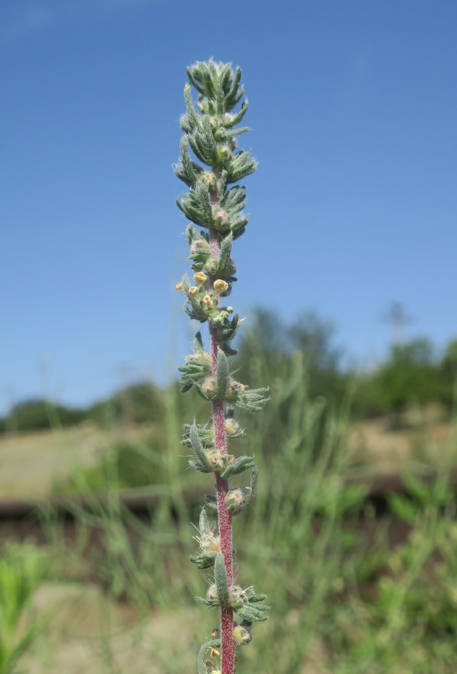 Image of Bassia laniflora specimen.