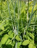 Dactylis glomerata