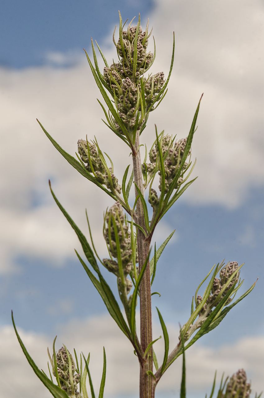 Image of Artemisia vulgaris specimen.