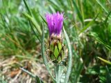 Centaurea napulifera