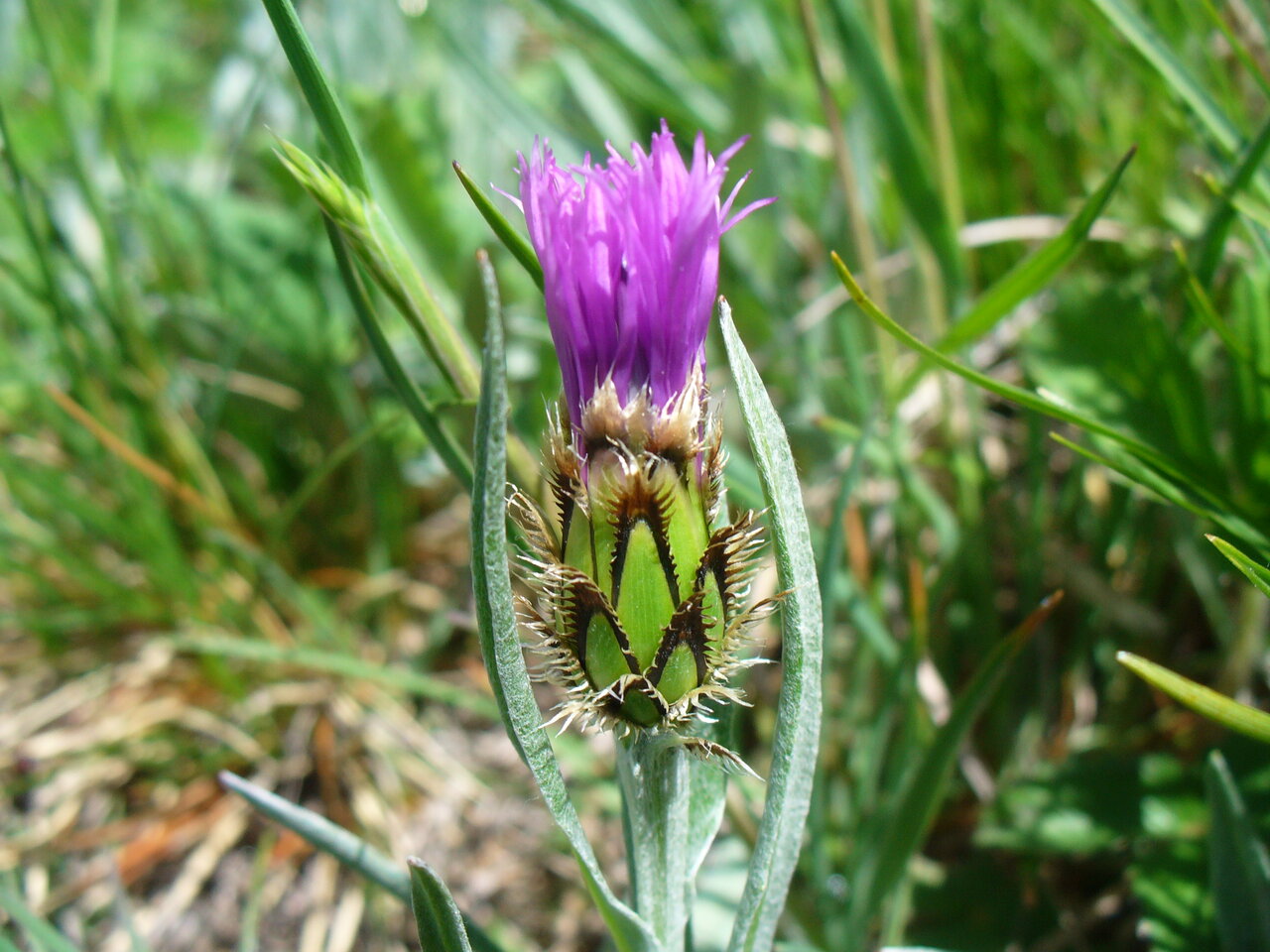 Изображение особи Centaurea napulifera.
