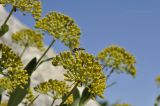 Bupleurum fruticosum