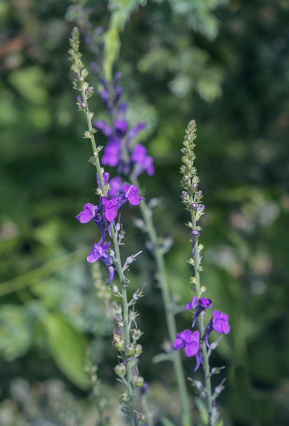 Изображение особи род Linaria.