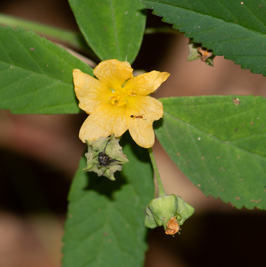 Изображение особи Sida rhombifolia.