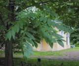 Juglans variety cordiformis