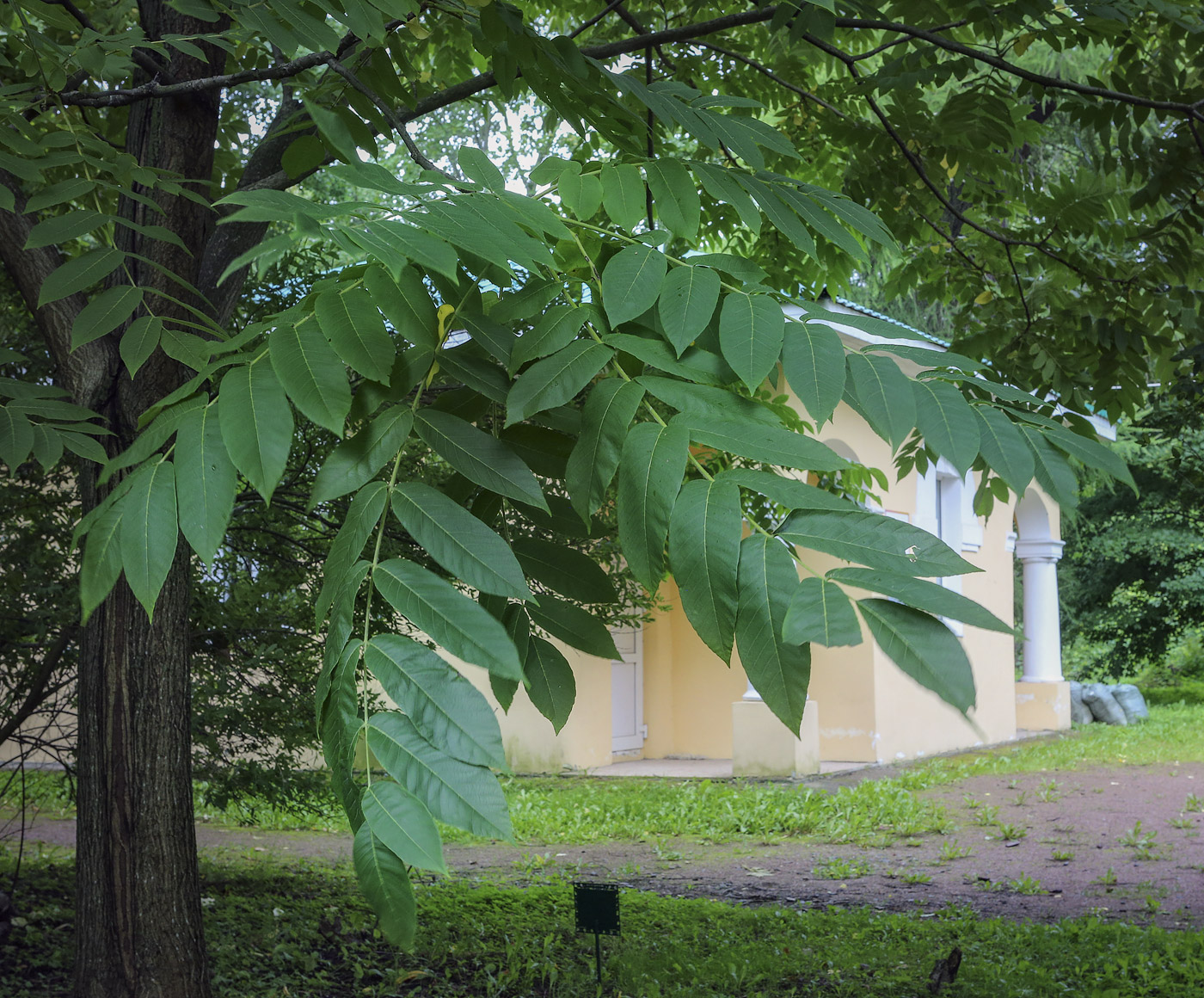 Image of Juglans ailanthifolia var. cordiformis specimen.