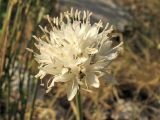 Cephalaria leucantha