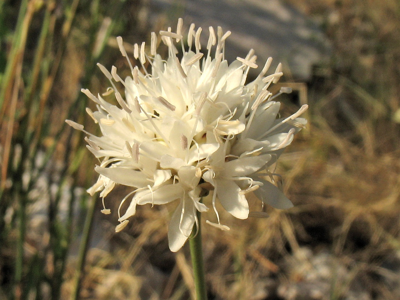 Image of Cephalaria leucantha specimen.