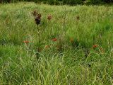 Lychnis wilfordii. Цветущие растения на сыром приморском лугу близ озера. Приморский край, Ольгинский р-н, 6 км Ю-В с. Милоградово, бух. Красная Скала. 12.08.2009.