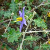 Solanum arundo