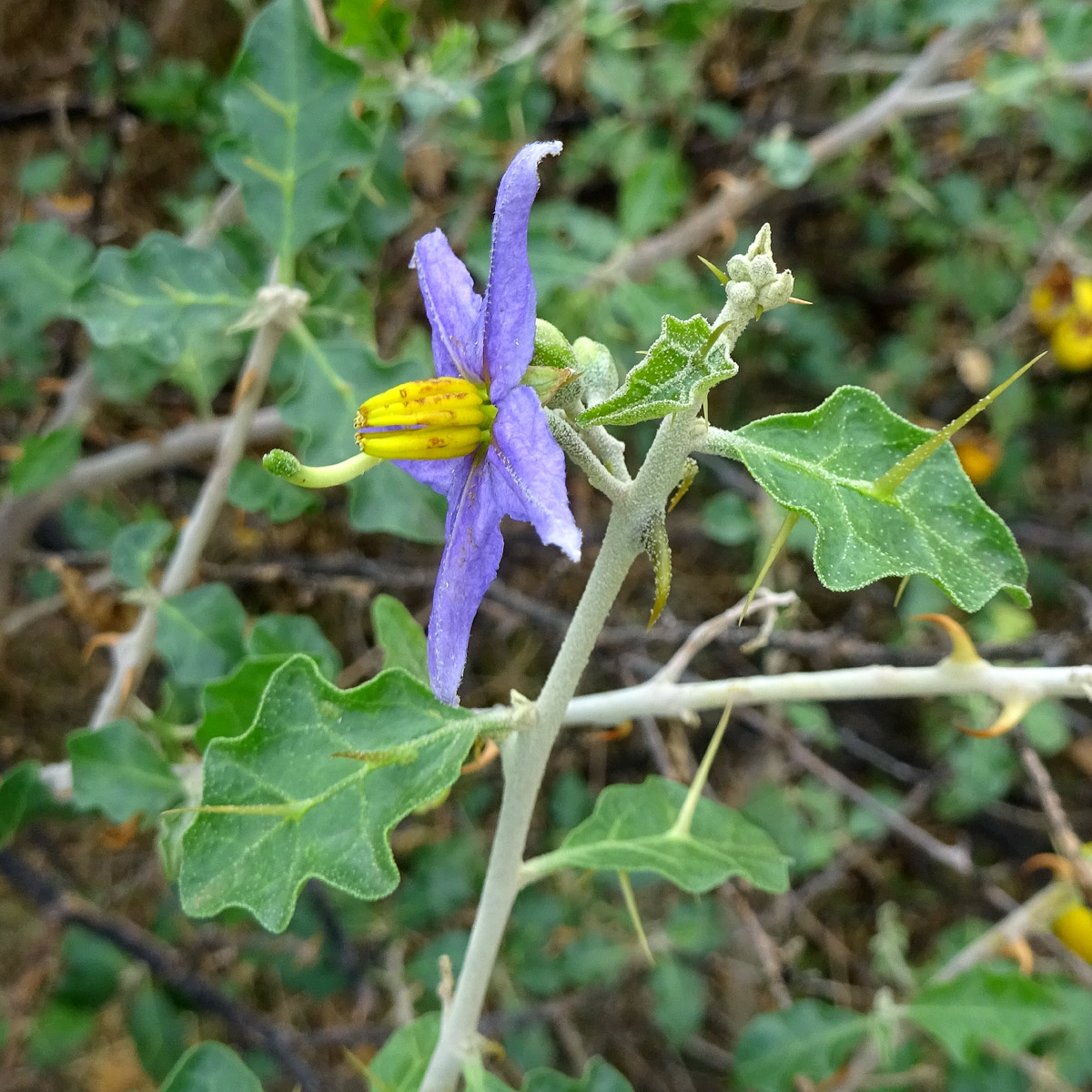 Изображение особи Solanum arundo.