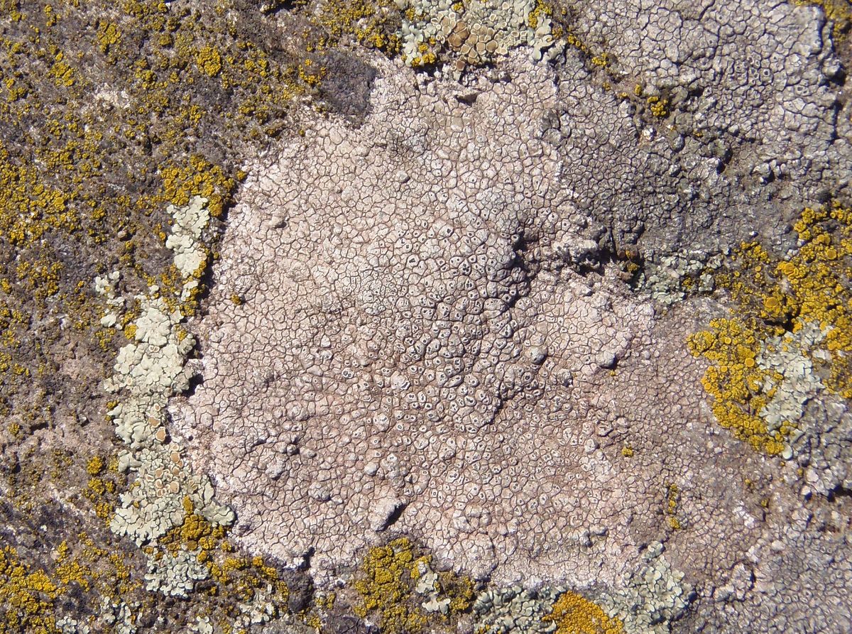 Image of genus Aspicilia specimen.