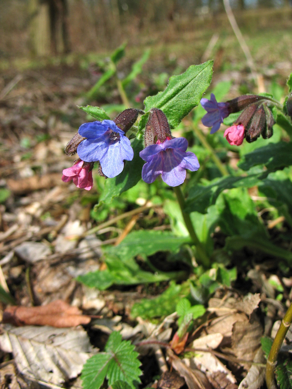 Изображение особи Pulmonaria saccharata.