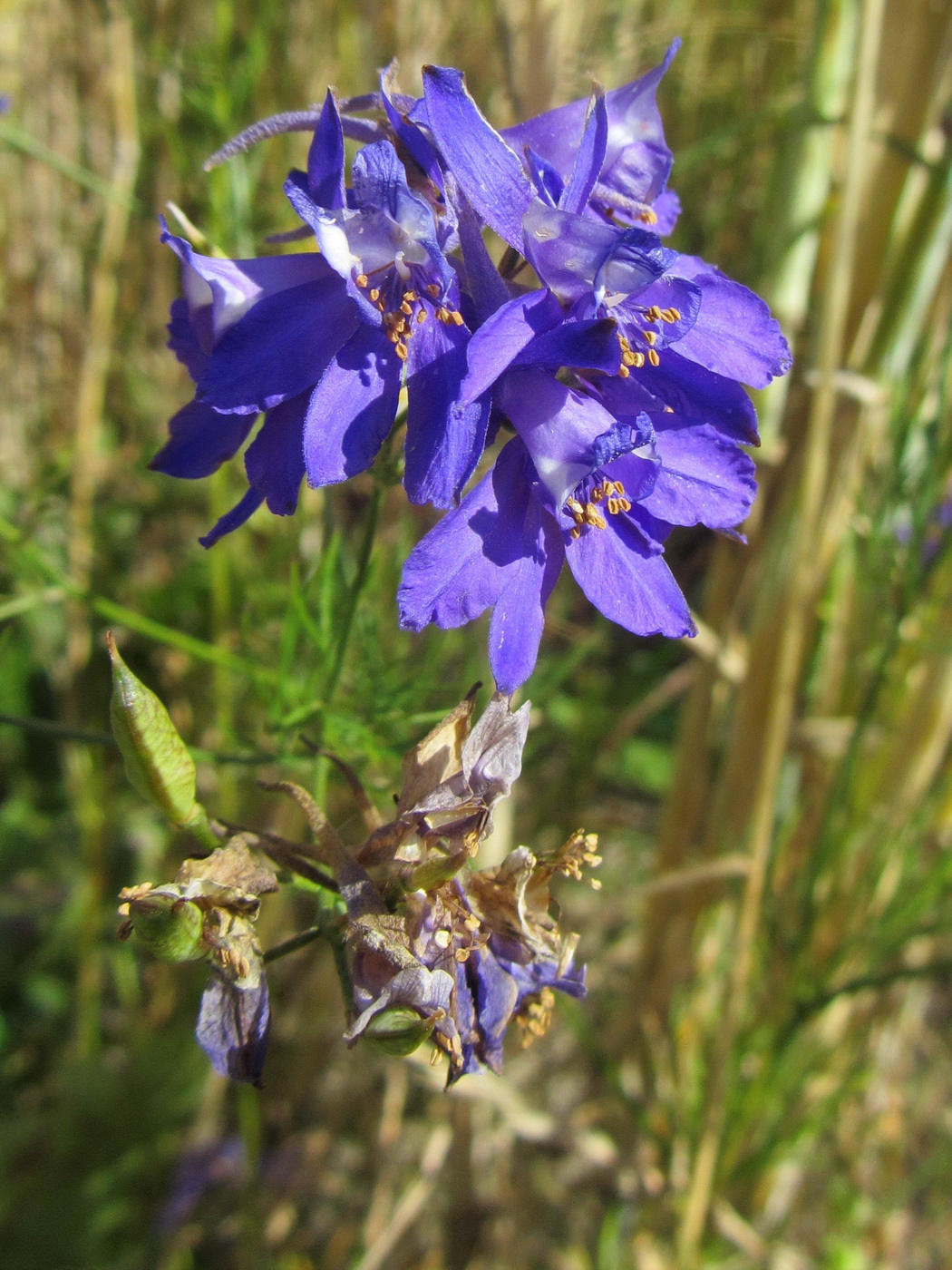 Image of Delphinium consolida specimen.