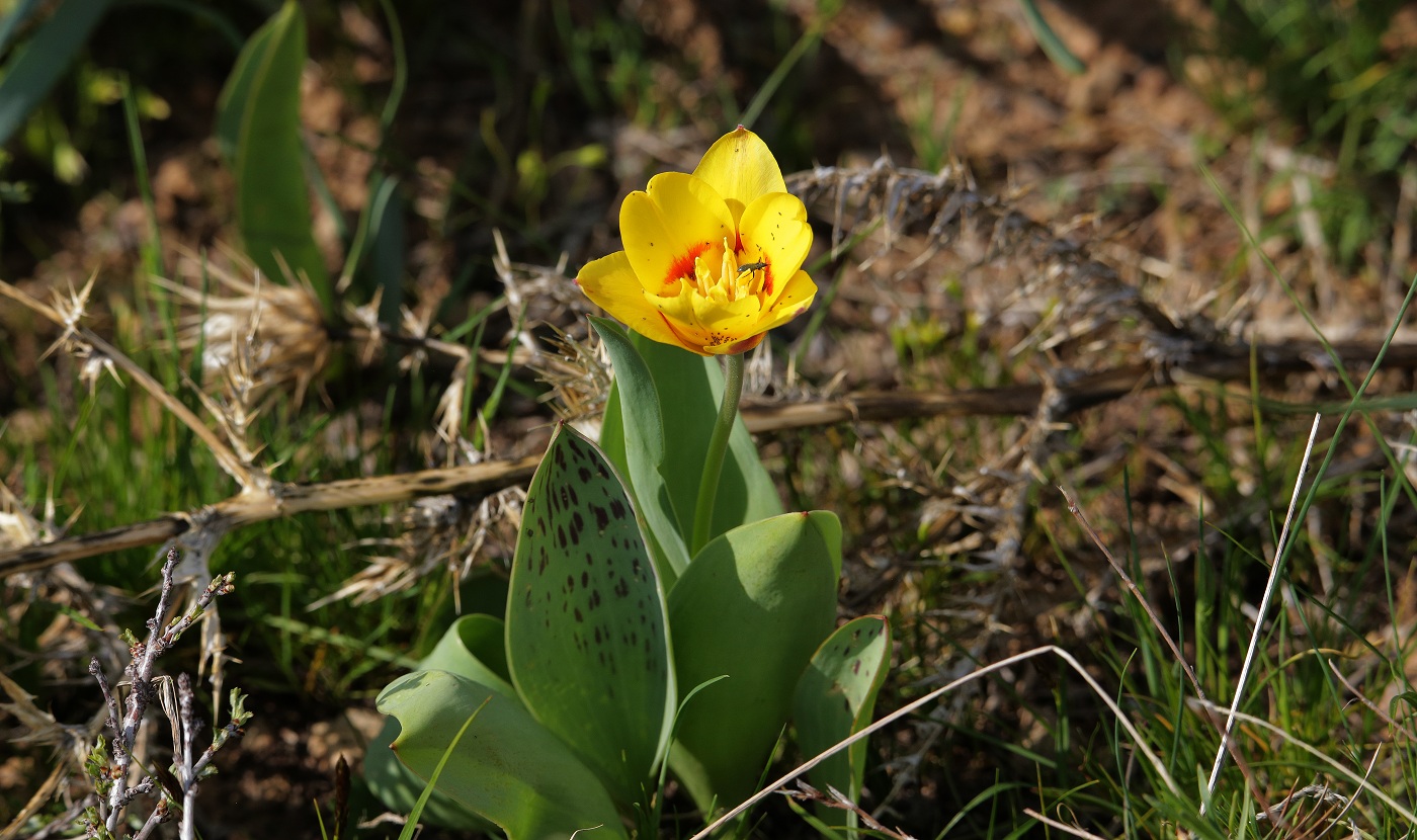 Изображение особи род Tulipa.