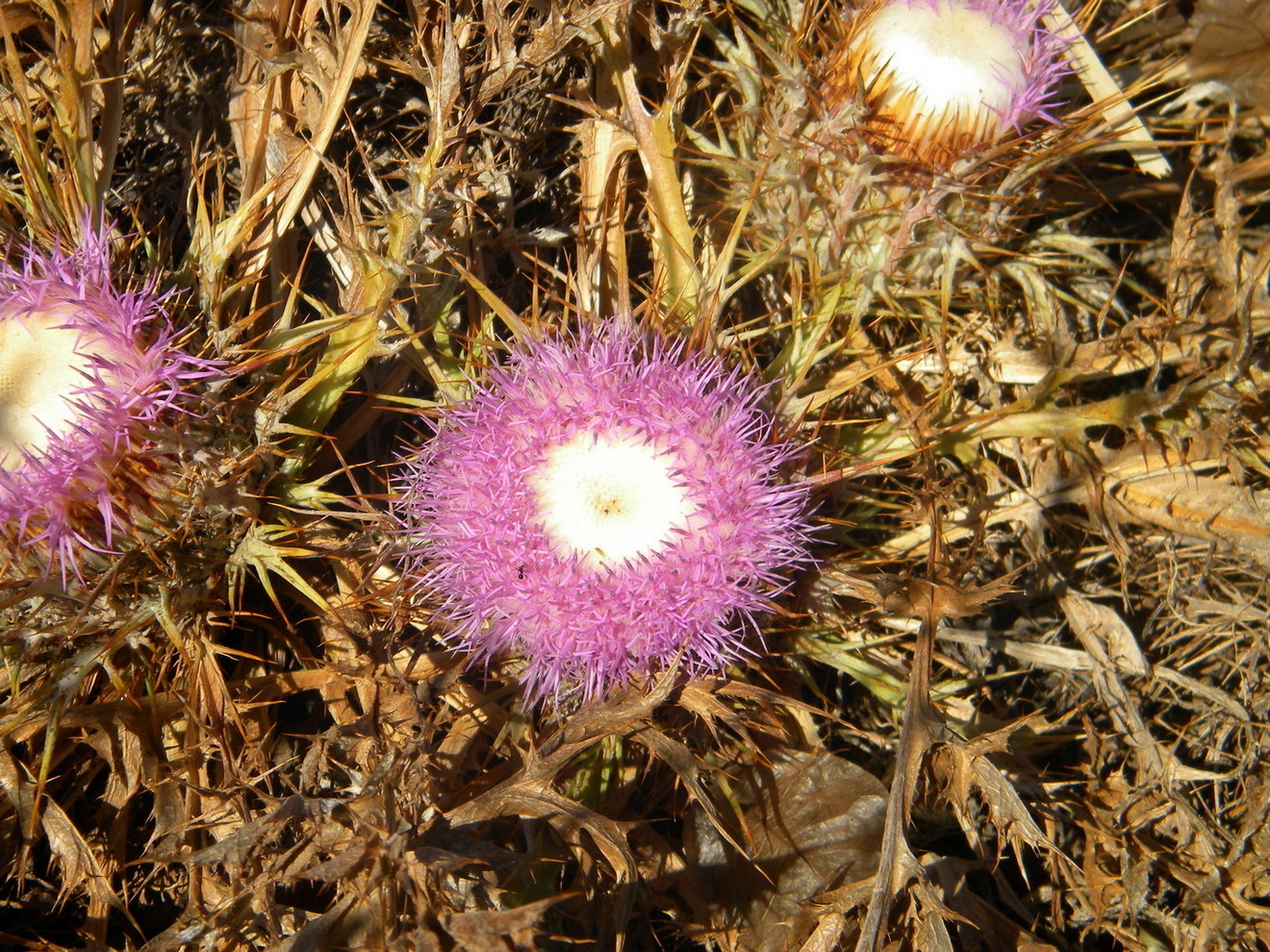 Image of Carlina gummifera specimen.