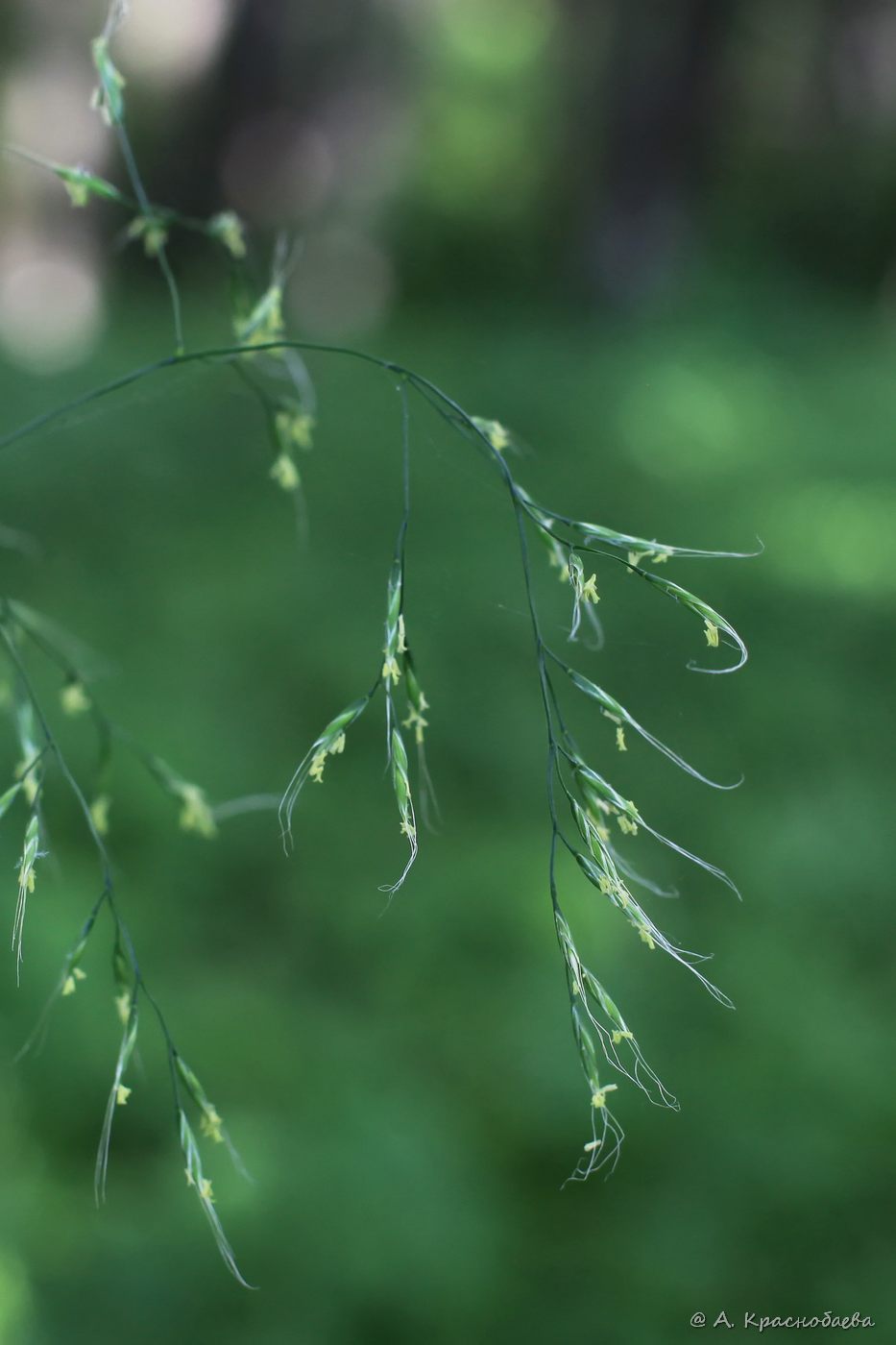 Изображение особи Festuca gigantea.