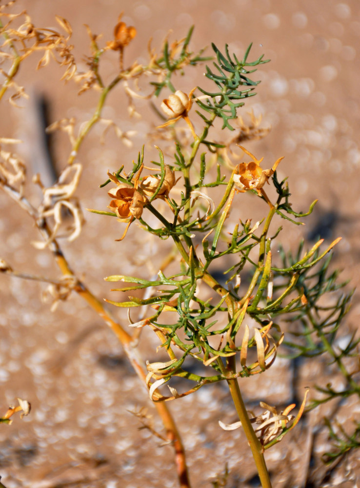 Image of Peganum harmala specimen.