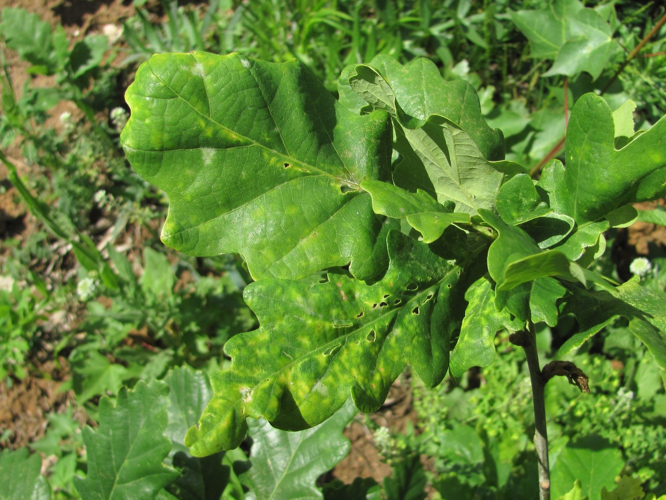 Image of Quercus robur specimen.