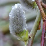 Salix caprea. Соцветие ('Kilmarnock'). Ростовская обл., г. Таганрог, в озеленении. 19.04.2021.