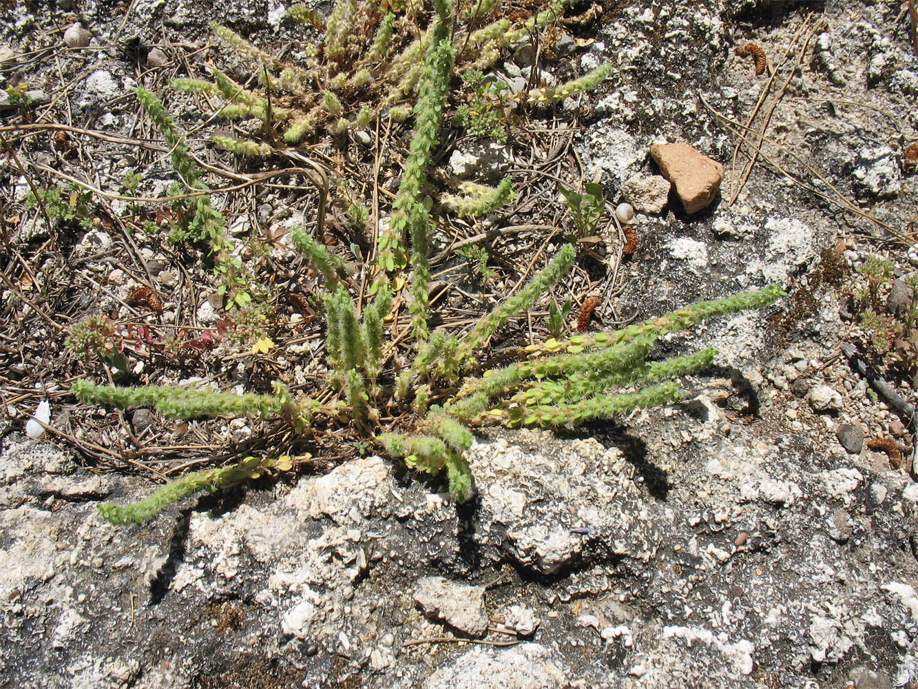 Image of Valantia hispida specimen.