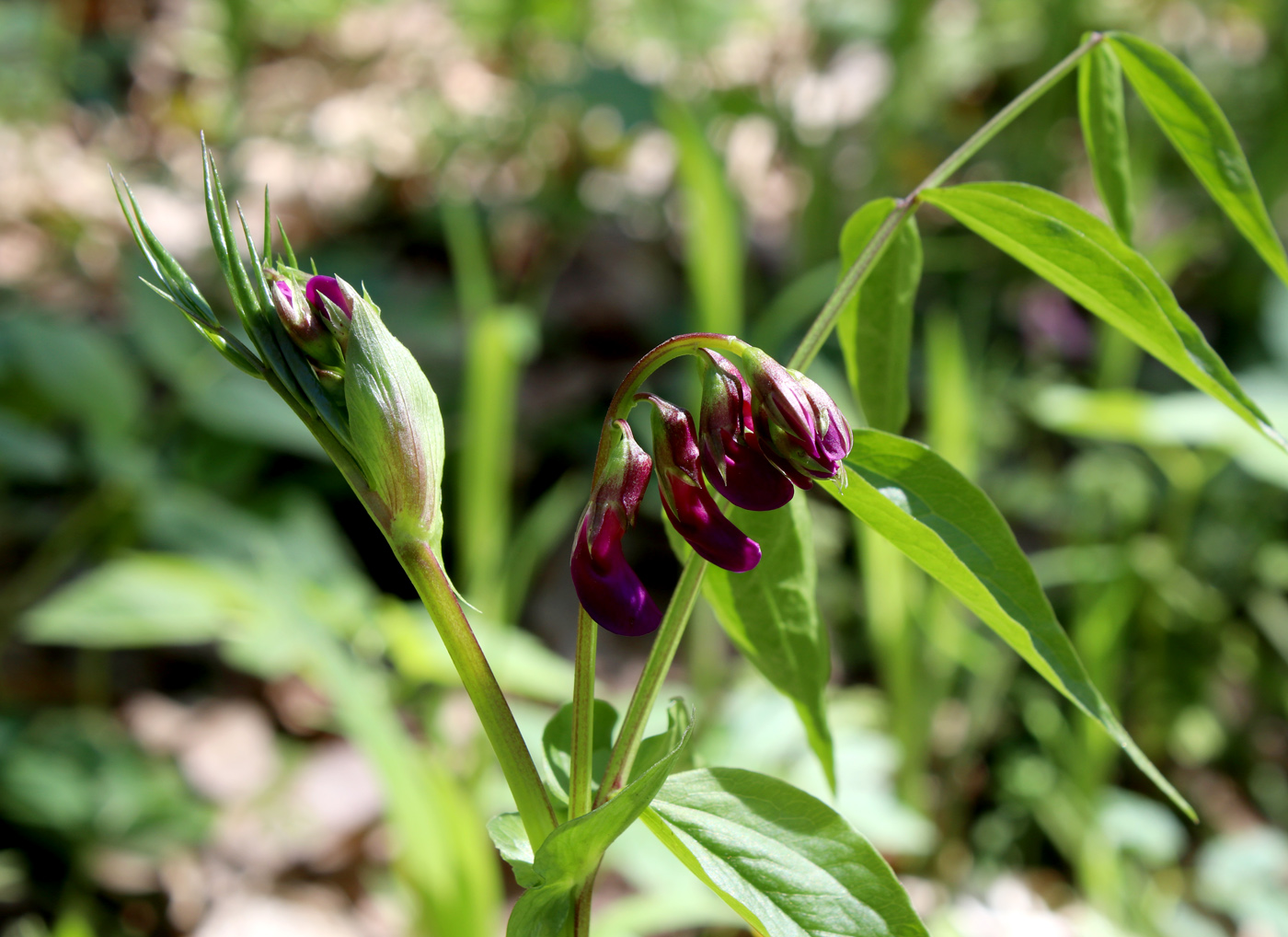 Image of Lathyrus vernus specimen.