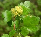 Ribes alpinum