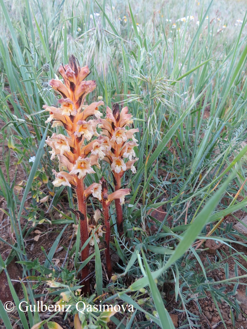 Image of genus Orobanche specimen.