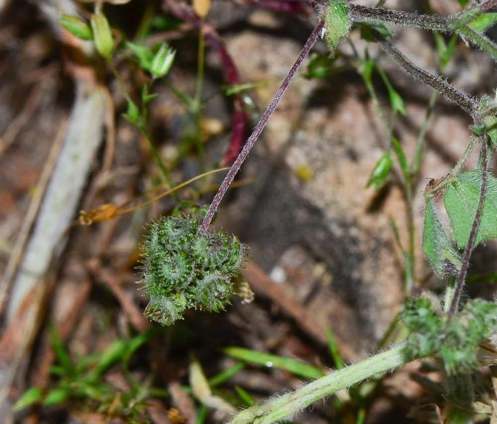 Image of Medicago coronata specimen.