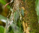 familia Orchidaceae