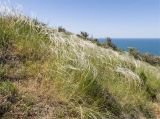 genus Stipa