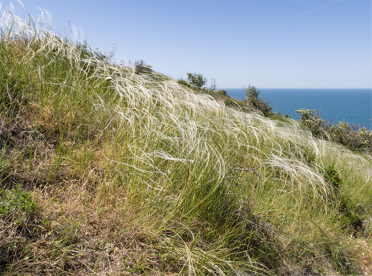 Изображение особи род Stipa.